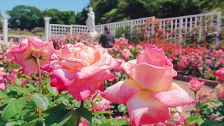 【満開の春ばら (生田緑地ばら苑)】 神奈川県 川崎市 May 10, 2024 Rose