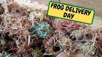 FROG DELIVERY DAY, Bonus Snake Feeds, Dry Goods Arrive (Snake Island Exotics)