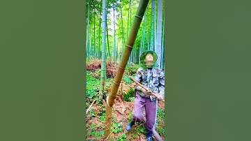cut down bamboo trees in one fell swoop #shorts