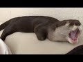 カワウソさくら 押しても鳴り止まないカワウソ目覚まし unstoppable otter alarm