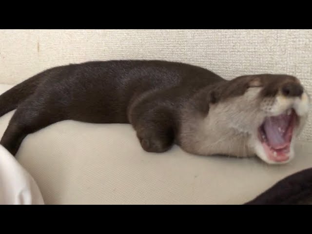 カワウソさくら  押しても鳴り止まないカワウソ目覚まし unstoppable otter alarm