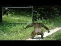Chimpanzees tap dance of intimidation ?? Danses d’intimidation chez les chimpanzés face aux miroirs