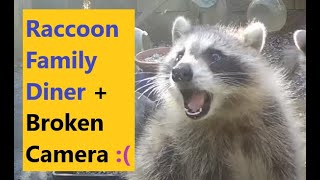 Raccoon family diner + camera attack. Mama raccoon and her four grown up babies - kits having fun.