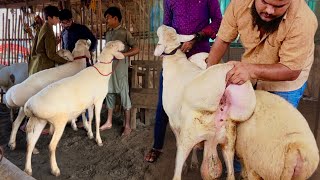 Bakra Mandi Update, White Dumba, Kajla Chatra, Dasi Bakra, Bakra Show, Goat Farm, Hsn Entertainment by HSN Entertainment 2,498 views 1 day ago 10 minutes, 20 seconds