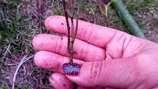 Саженец розы из магазина Светофор,сплошное надувательство 😬