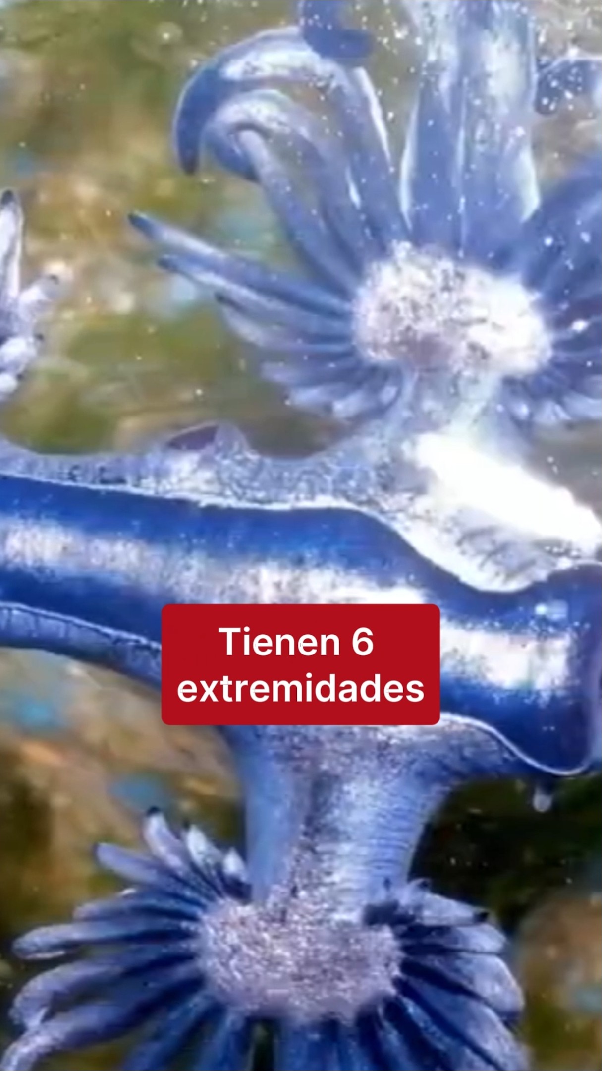 Dragones azules: ¿qué son y son venenosos?