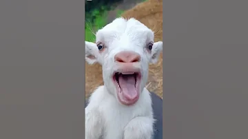 بيبي يضحك 