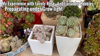 Propagating Lovely Rose and Lavender Pebbles under Bloom Plus Grow light