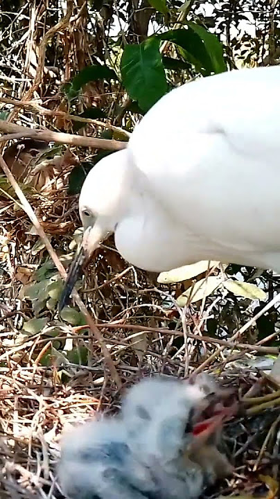 Graceful Guardian Great Egret Feeding Her Precious Chicks1