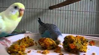 Information Birdie Bread News