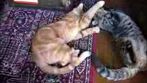 zuul and henry on cat nip