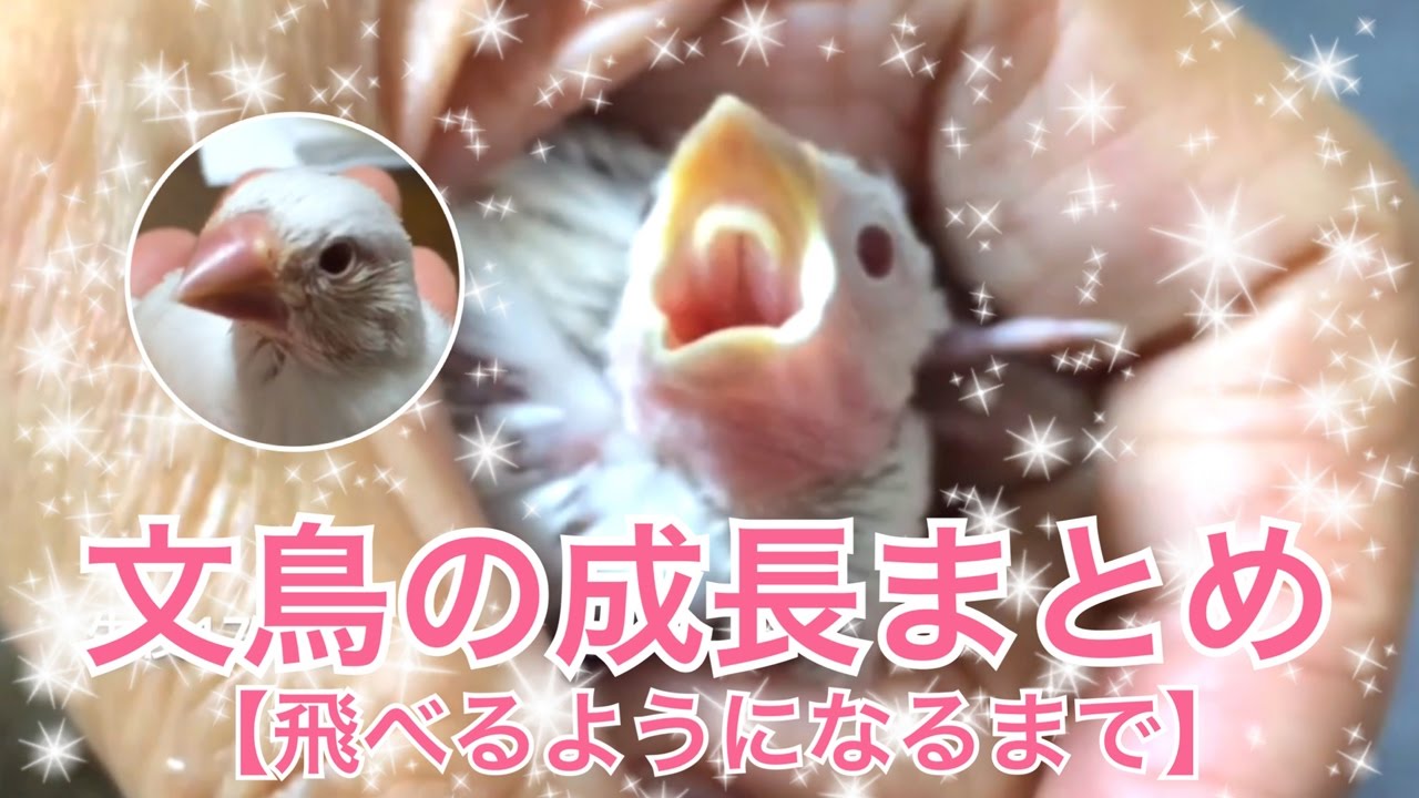 文鳥にモテたい人にオススメ 最新研究でわかった50のヒミツを可愛い 