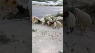 Satlık kuzu