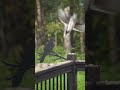 Blue Jays Eating Peanuts #birds #bluejays #shorts