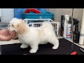 Perro CACHORRO se BAÑA por PRIMERA VEZ | La Casita de los Shih Tzu