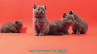 Kittens Playing Fun Games at 44 Days - 4K by Cats and Kittens Footage 184 views 9 months ago 4 minutes, 6 seconds