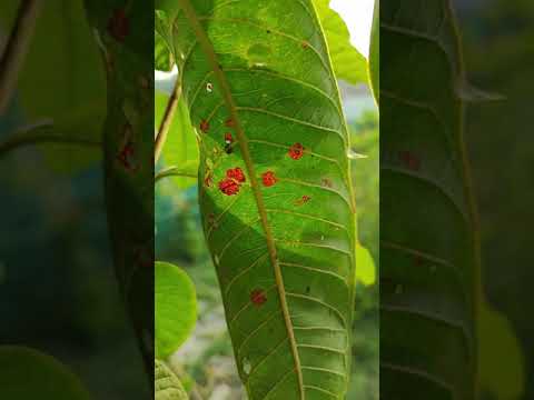 Wideo: Cephaleuros roślin jeżynowych: zarządzanie jeżynami z plamami glonowymi