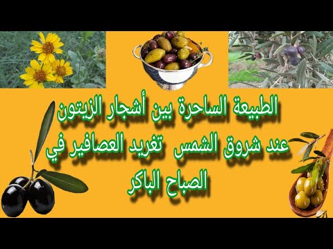 الطبيعة الساحرة بين أشجار الزيتون عند شروق الشمس تغريد العصافير في الصباح الباكر