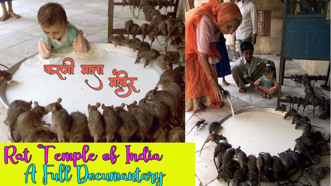 Rat temple in India Documentary  Karni Mata Mandir  Chuhon ka Mandir Rajasthan  Incredible India