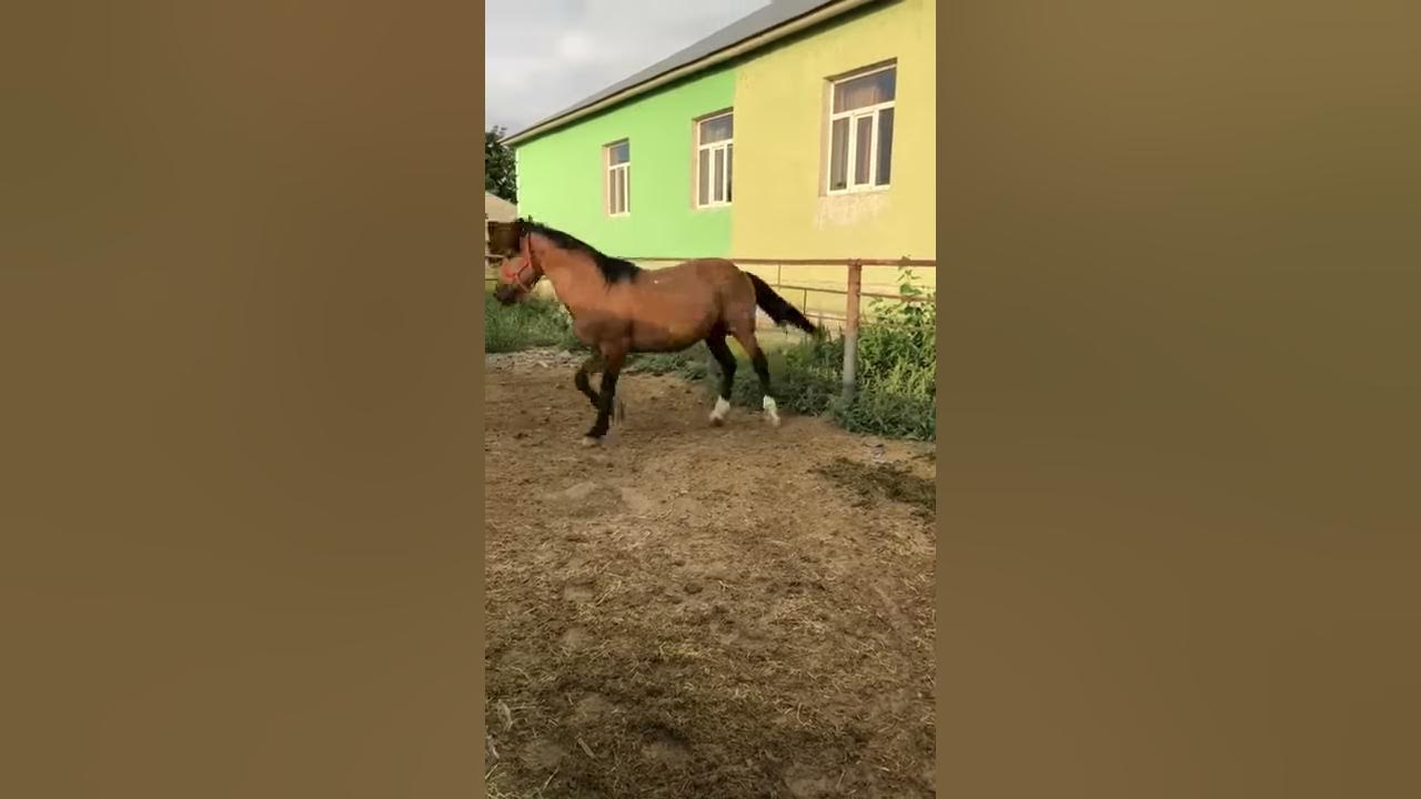 Сары шаян - YouTube