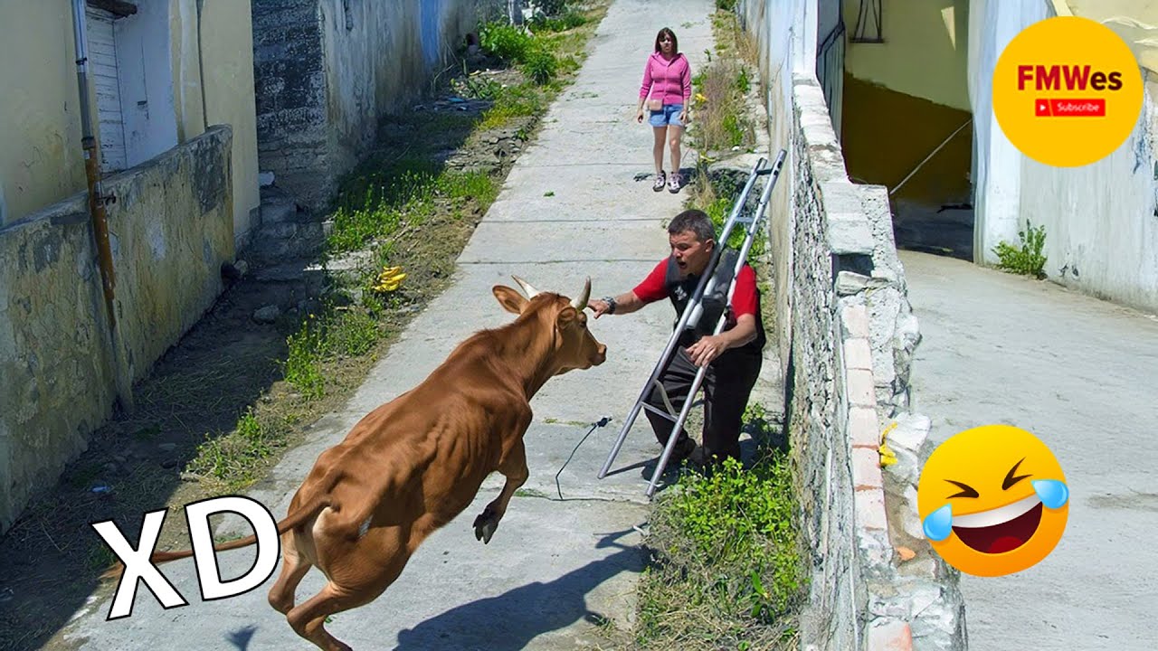 SI TE RÍES PIERDES NIVEL DIOS #547 🤣 ¡TOTALES IDIOTAS EN EL TRABAJO 😆 VIDEOS DE RISA 2025 😂