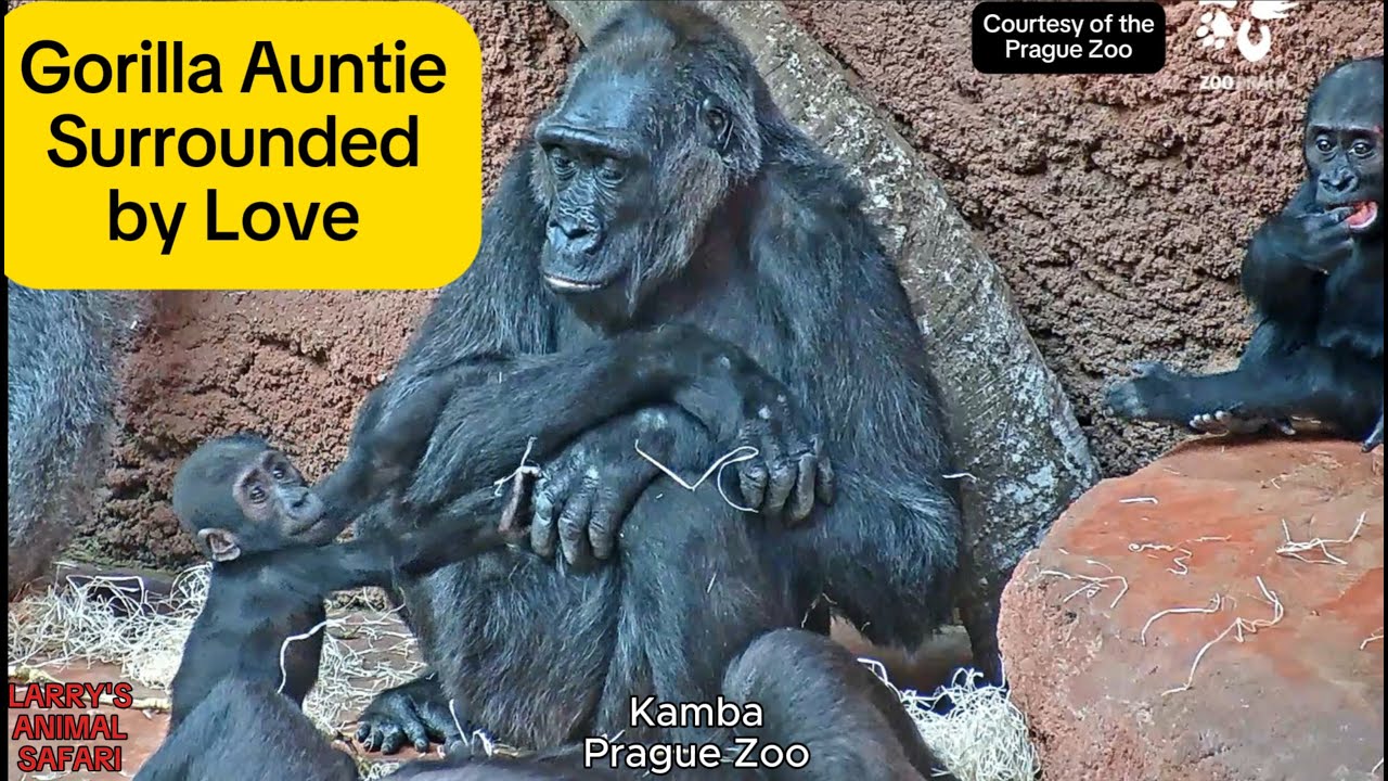 Calm Auntie Gorilla Plays with Two Baby Gorillas 🥹🦍 Prague Zoo