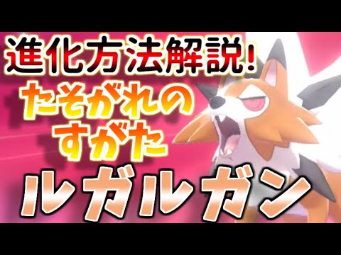 鎧の孤島 2分で分かる たそがれのすがたルガルガンへの進化方法を解説 ポケモン剣盾 Youtube