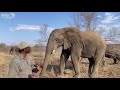 Bubi’s Son, Zindoga Turns 14! | The Elephant Bull Who Helped Save Khanyisa
