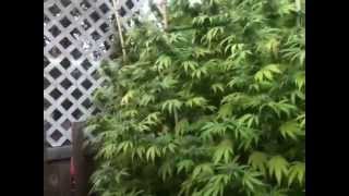 Giant Outdoor Marijuana Plant over 14ft