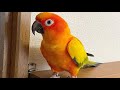 Sun Conure Dancing - Sun Conure Talking & Singing - Baby Sun Conure Sounds - Sun Conure Parrot