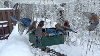 Bluebirds in Snow