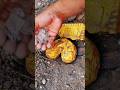 Gold Detector #golddetectors #metaldetecting #treasuresearch #metaldetector #treasuretrove