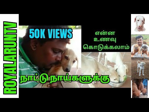 Healthy dog food for country breeds/homemade Dog food recipe/Royal Arun T.V