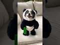 Smoothest 🐶 outfit transition you’ve seen in the last 10 seconds? 😅 Huxley is ready 🐼 #pandapuppy