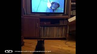 Catchlorette by Shadow the Manx and Daisy Doggo 12 views 1 year ago 1 minute, 37 seconds