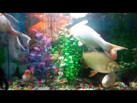 My fish tanishq