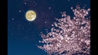 SPRING MOON THEME | MSP