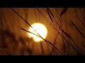 Wild Grass Sunrise Time Lapse - Royalty Free HD Stock Video Footage.