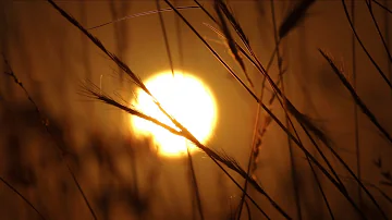 Wild Grass Sunrise Time Lapse - Royalty Free Nature HD Stock Video Footage.