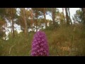 Videomontaje con algunas de las especies que durante el mes de mayo se pueden ver en flor por la Sierra del Roldan y la Muela.