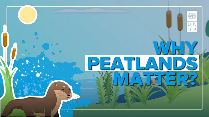 Why peatlands matter: Ukraine’s climate action for a greener future