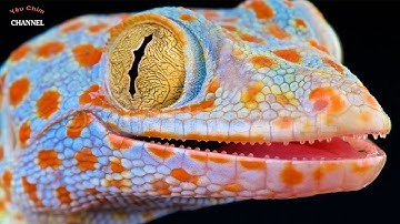Tắc Kè, Tiếng Con Tắc Kè Kêu Gọi Bạn Tình, Tokay Gecko Sound