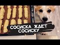 Сосиска ждет сосиску.