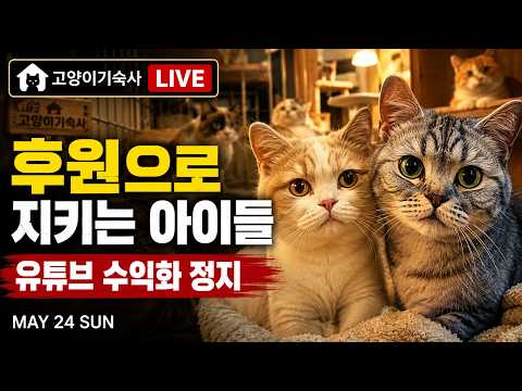 유튜브 수익화 정지 후에도 아이들은 오늘을 살아갑니다｜고양이기숙사 LIVE