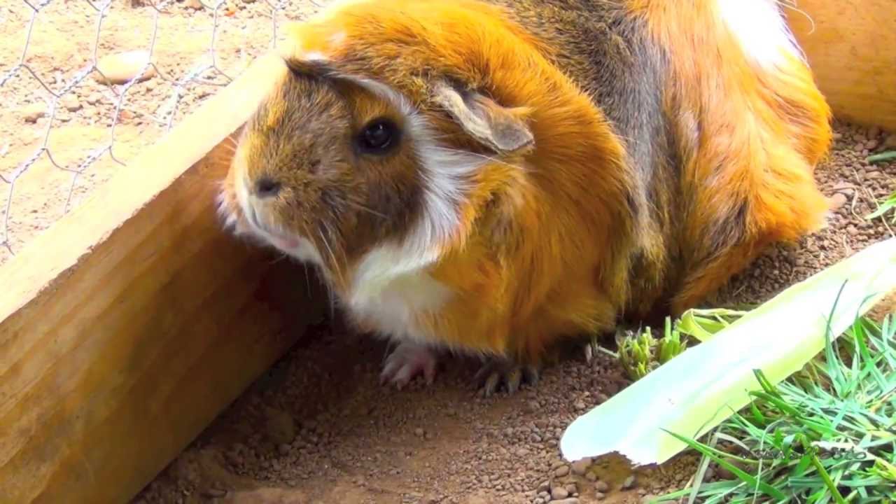 Морская свинка и кролики - YouTube