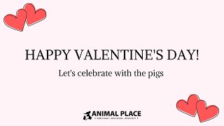 Happy Valentine's Day! by AnimalPlace 275 views 3 years ago 3 minutes, 36 seconds