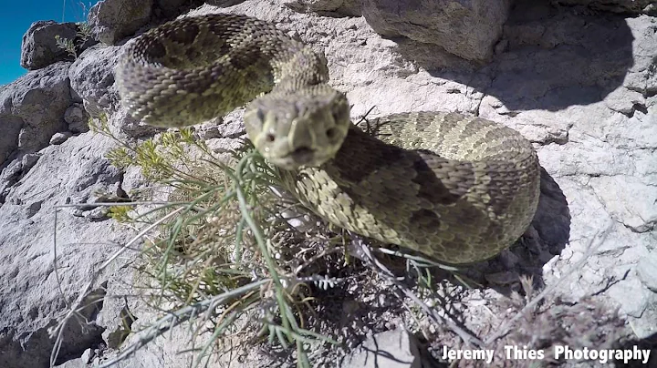RATTLE snake STRIKES GoPro - Super Slo-Mo!!!