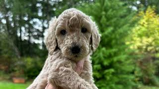 PUGET SOUND STANDARD POODLES' GRANDSIRE OF OUR 2023 LITTER, STEPHEN'S SIRE.  NINA X STEPHEN'S LITTER by Puget Sound Standard Poodles 107 views 5 months ago 2 minutes, 49 seconds