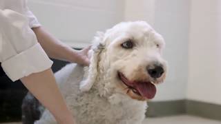 An Innovative Vet Is Helping Fight Off Bone Cancer In Dogs Tiaa