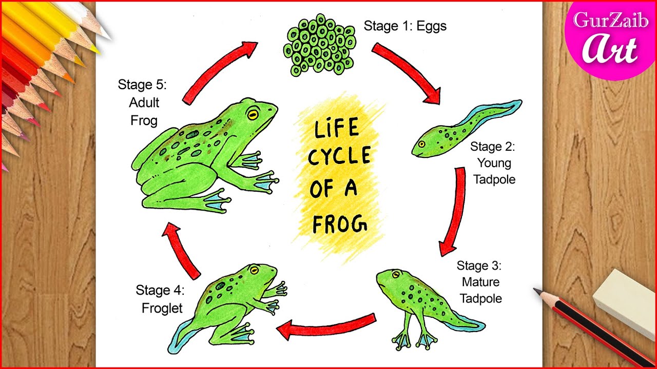 How to draw Life cycle of Frog Diagram drawing || step by step science